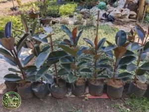 Jual Pohon Karet Kebo Daun Hitam Harga Mulai Rp.70.000