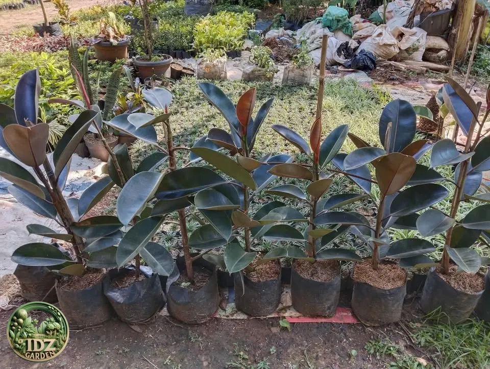 Jual Pohon Karet Kebo Daun Hitam Harga Mulai Rp.70.000