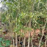 Harga Pohon Kayu Putih