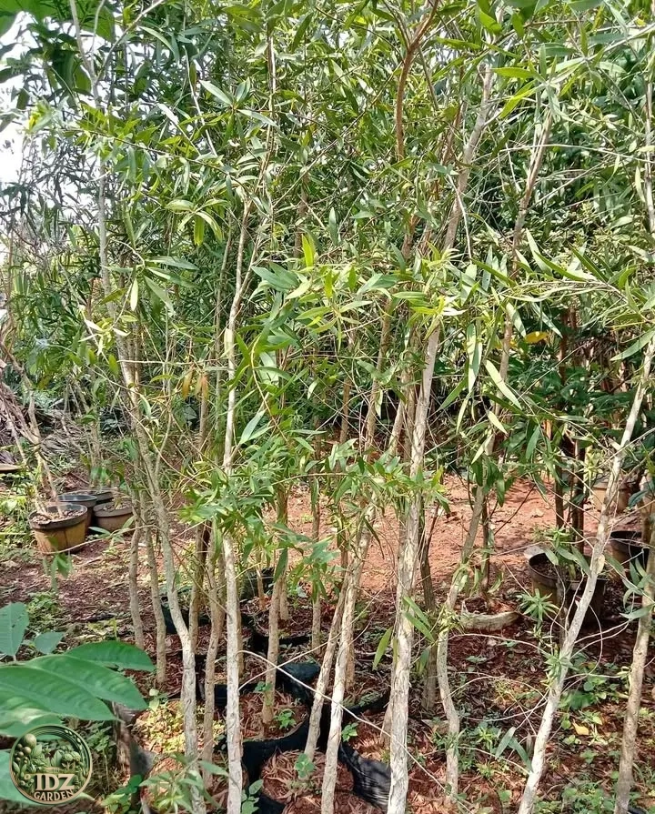 Harga Pohon Kayu Putih