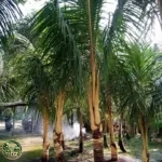 Harga Pohon Kelapa Gading Kuning