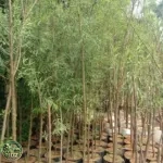 Jual Pohon Liang Liu (Janda Merana) - foto 2
