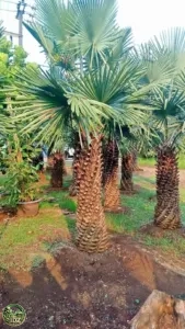 Jual Pohon Palem Bajul Tinggi 2 Meter Batang