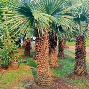Jual Pohon Palem Bajul Tinggi 2 Meter Batang