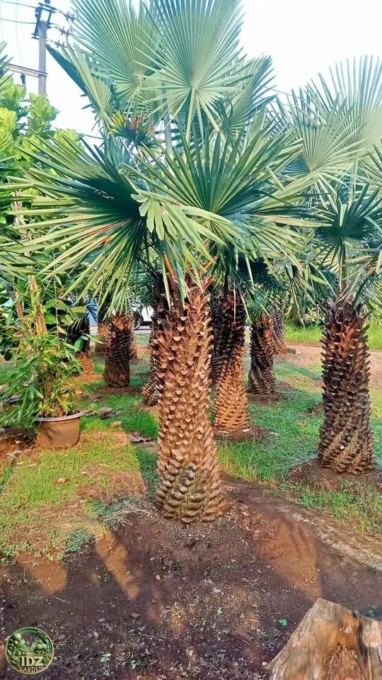 Harga Pohon Palem Bajul