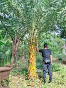 Jual Pohon Palem Kenari Tinggi 2 Meter Batang
