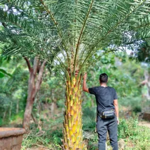 Jual Pohon Palem Kenari Tinggi 2 Meter Batang
