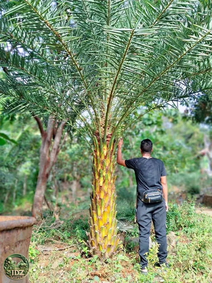 Harga Pohon Palem Kenari