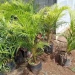 Harga Pohon Palem Kuning