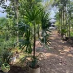 Jual Pohon Palem waregu Harga Murah Mulai Rp.120.000an - foto 2