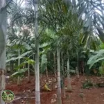 Harga Pohon Palem ekor Tupai