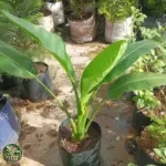 Harga Pohon Pisang Kipas