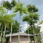 Jual Pohon Schizolobium / Solobium Parahyba Pakis Brazil - foto 2