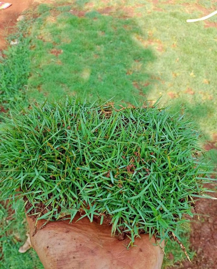 Cara Menanam Rumput Jepang dan Peking agar Tumbuh Rapat