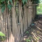 Jual Pohon Tabebuya Rosea (Tabebuya Pink) - foto 3