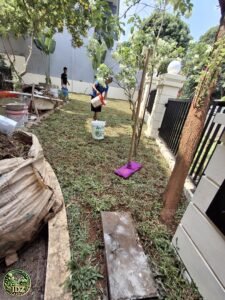 Foto hasil kerja Penanaman Rumput Gajah Biasa di Sentul