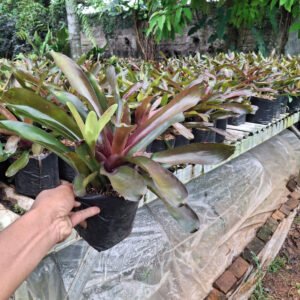 Jual Bromelia Red Ukuran Kecil dan giant (besar)