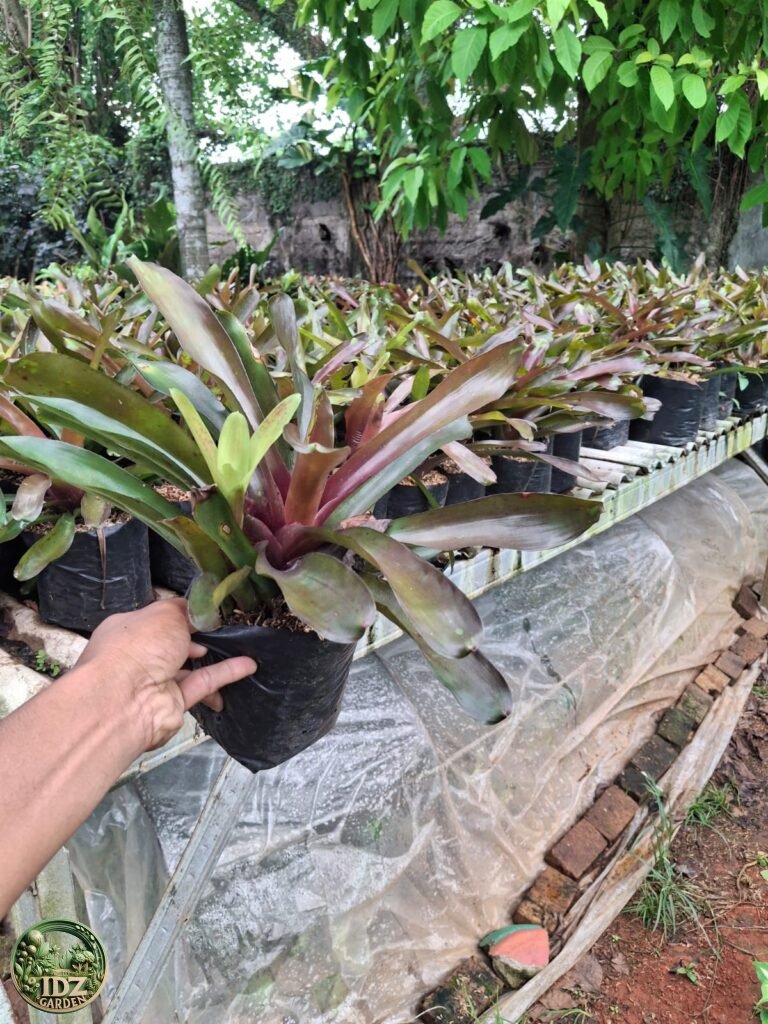 Bromelia