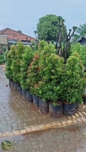 Jual Pohon Pucuk Merah Harga Murah Siap Kirim