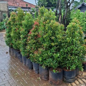Jual Pohon Pucuk Merah Harga Murah Siap Kirim