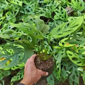 Jual Pohon Janda Bolong Harga Murah Rp.20.000