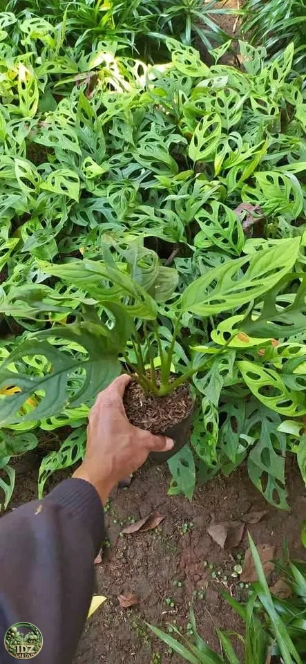 Janda Bolong