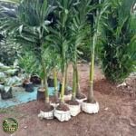 Jual Palem Putri