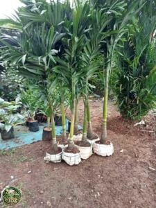 Jual Pohon Palem Putri Harga Murah Siap Tanam