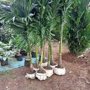 Jual Pohon Palem Putri Harga Murah Siap Tanam