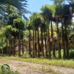 Jual Pohon Palem Sadeng Minyak Harga Murah - foto 2