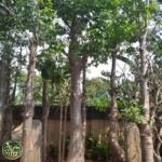 Jual Pohon Baobab Kaki Gajah
