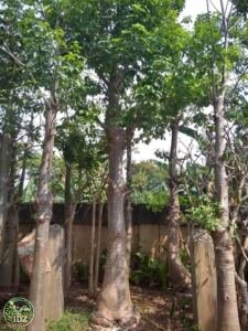 Jual Pohon Baobab (Kaki Gajah)