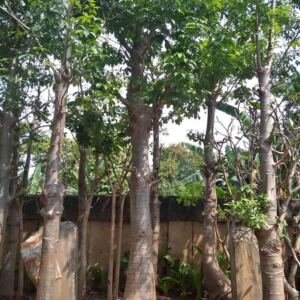 Jual Pohon Baobab (Kaki Gajah)