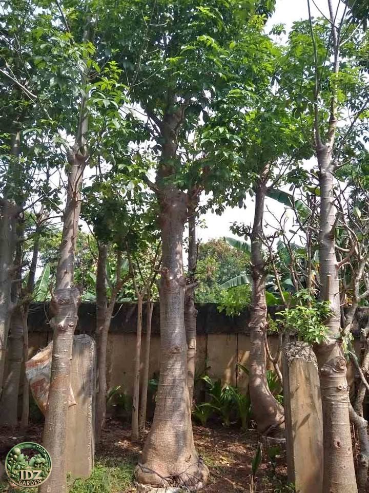 Jual Pohon Baobab Kaki Gajah