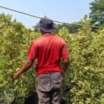 Jual Pohon Beringin Kupu-kupu