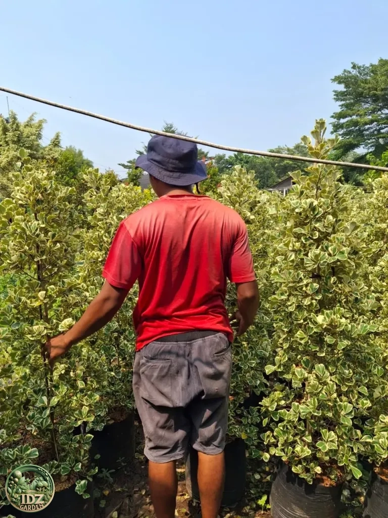 Jual Pohon Beringin Kupu-kupu