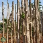 Jual Pohon Bungur
