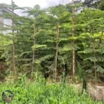 Jual Pohon Cemara Norflok Harga Murah