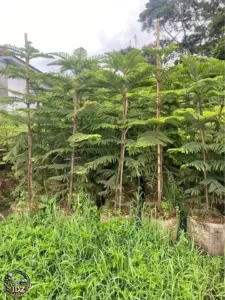 Jual Pohon Cemara Norfolk Tinggi 50 Cm - 2 Meter