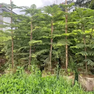 Jual Pohon Cemara Norfolk Tinggi 50 Cm – 2 Meter