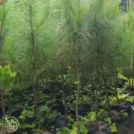 Jual Pohon Cemara Pinus