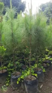 Jual Pohon Cemara Pinus Ukuran 50cm - 2 Meter