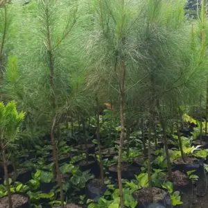 Jual Pohon Cemara Pinus Ukuran 50cm – 2 Meter