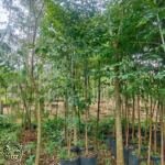 Jual Pohon Eucalyptus Rainbow