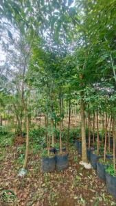 Jual Pohon Eucalyptus Rainbow