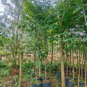 Jual Pohon Eucalyptus Rainbow
