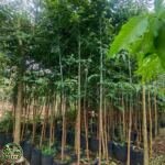 Jual Pohon Eucalyptus Rainbow - foto 3