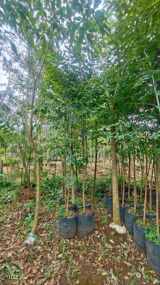 Jual Pohon Eucalyptus Rainbow