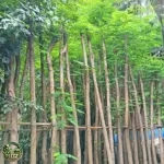 Jual Pohon Flamboyan