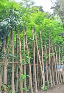 Jual Pohon Flamboyan